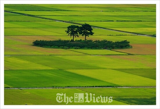 악양 들판의 부부송.(빈섬 촬영)